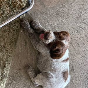 Meet your Posher, Todd